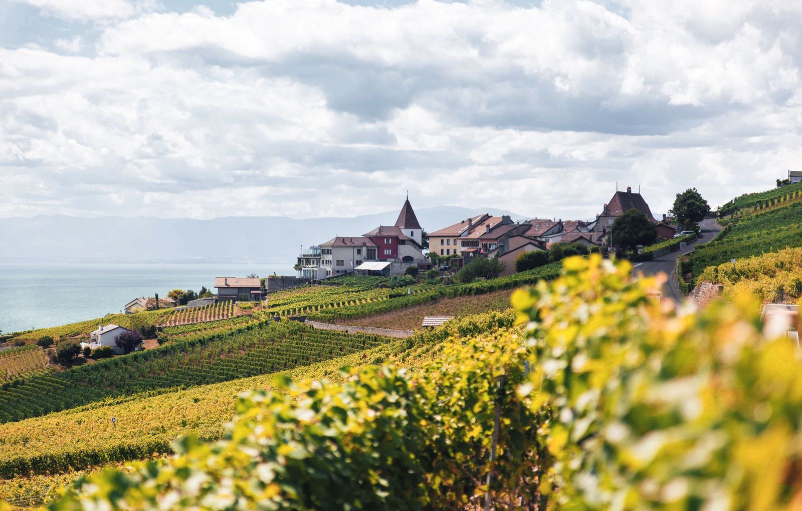 A terraced vineyard estate above the lake
