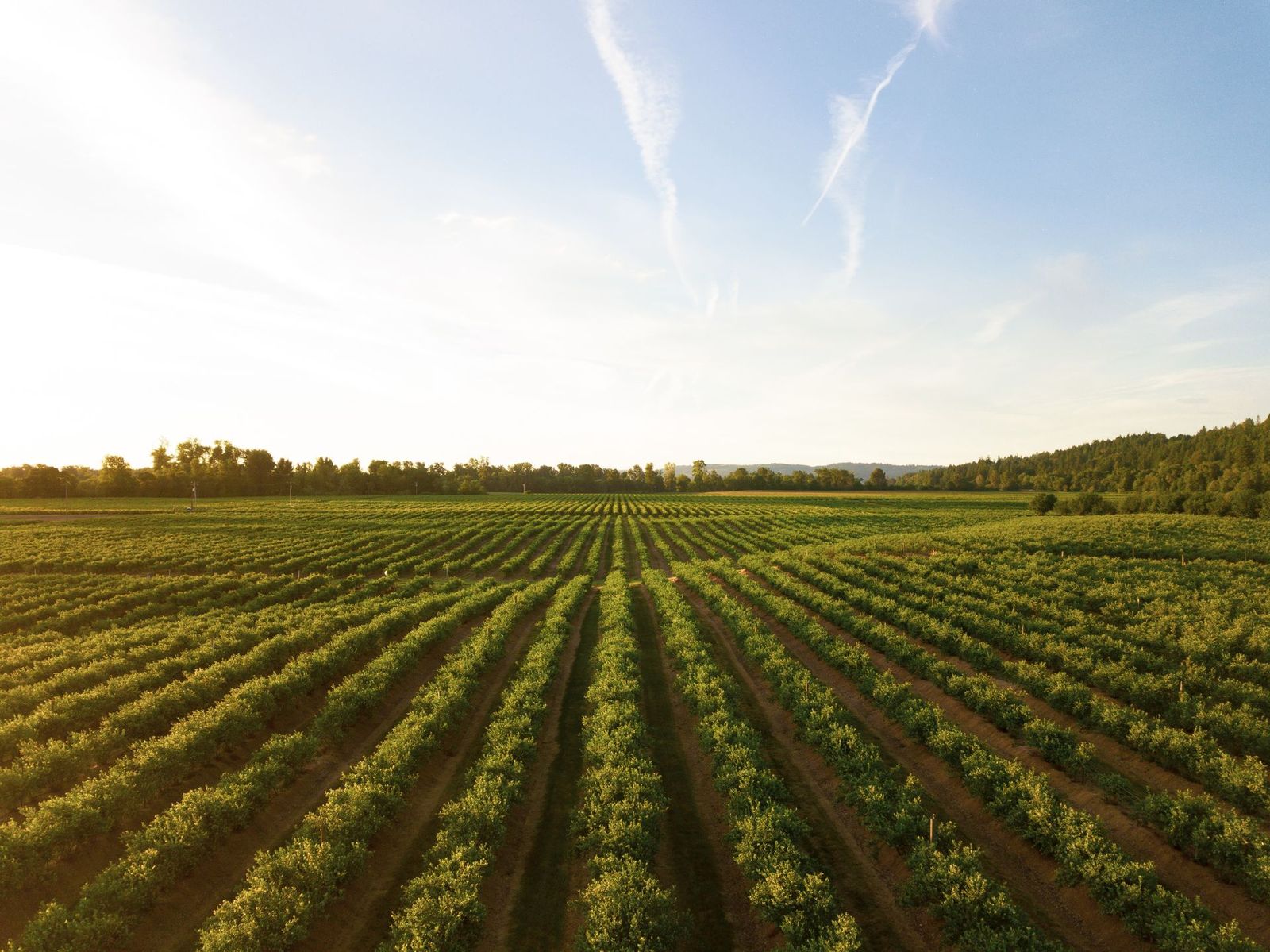 Vineyard rows at golden hour