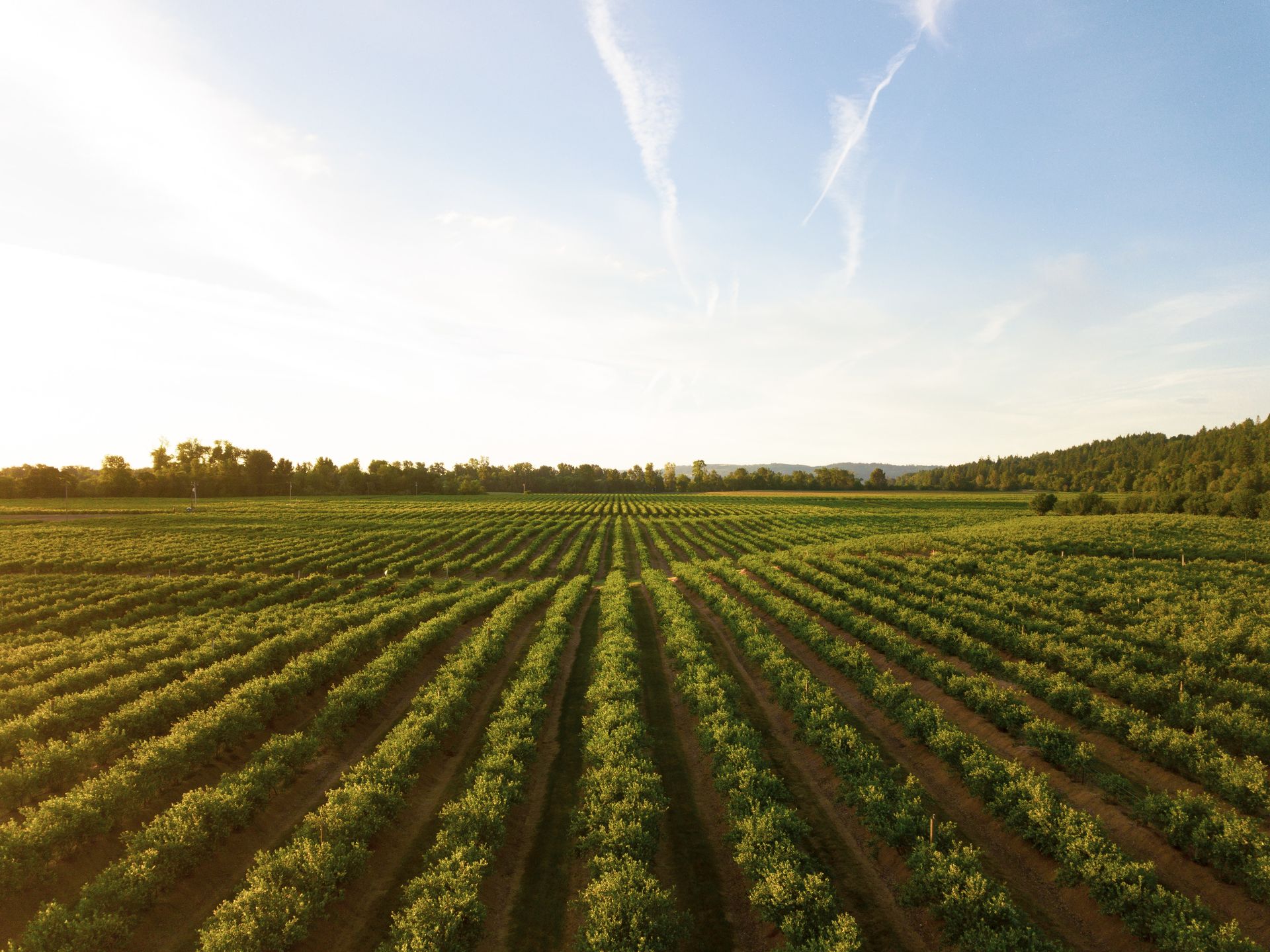 Vineyard rows at golden hour